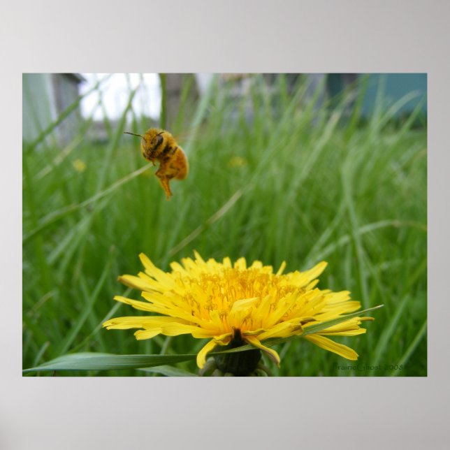 Pollenface Honeybee Poster (Front)