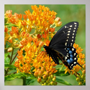 Pollinating Butterfly Poster