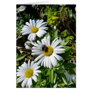 Pollinating Daisy Bee