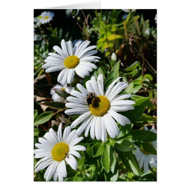 Pollinating Daisy Bee (Front)