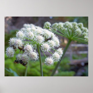 Pollinators on White Angelica Flowers Poster