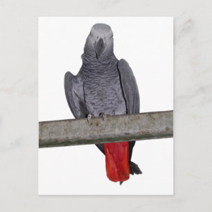 Polly Postcard