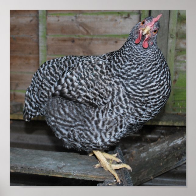 Polly the Plymouth Rock Poster (Front)