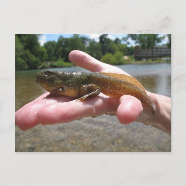 Pollywog Postcard (Front)