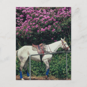 Polo Pony Awaiting Chukker Postcard