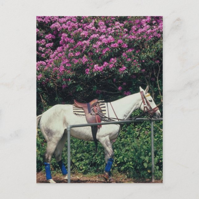 Polo Pony Awaiting Chukker Postcard (Front)