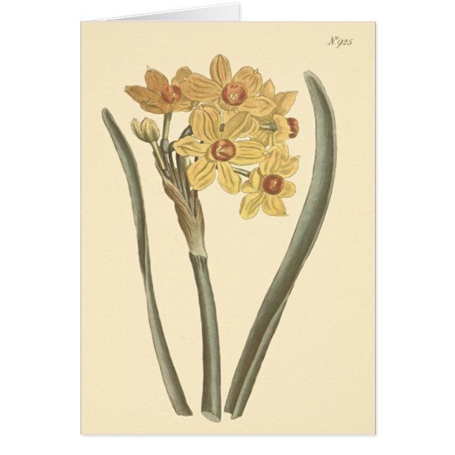 Polyanthus Narcissus Botanical Illustration (Front)