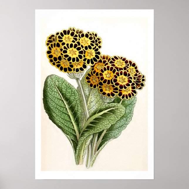 "Polyanthus" Vintage Flower Illustration Poster (Front)