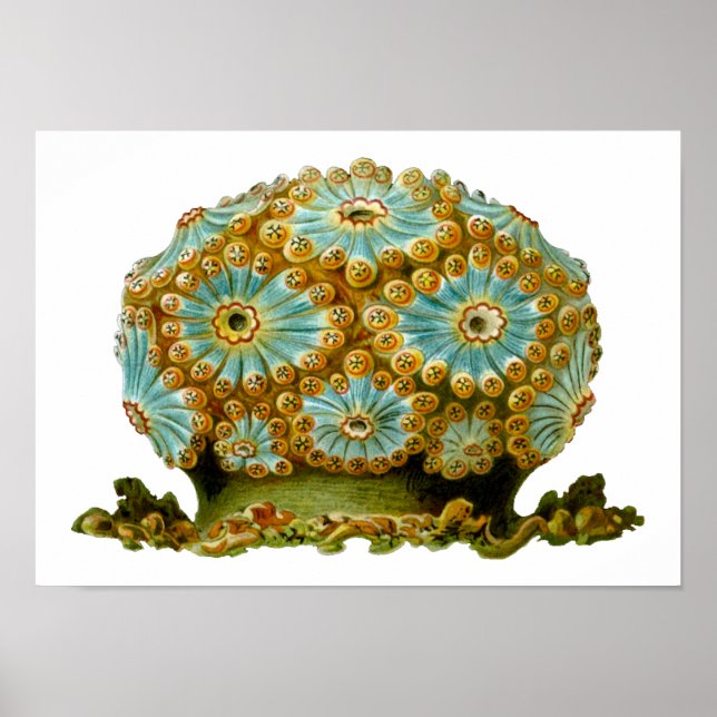 Polycyclus cyaneus Ernst Haeckel Fine Art Poster (Front)