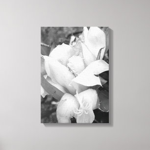 POLYNESIAN DRAGON CACTUS NIGHT BLOOM  CANVAS PRINT