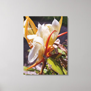 POLYNISIAN DRAGON CACTUS NIGHT BLOOM  CANVAS PRINT