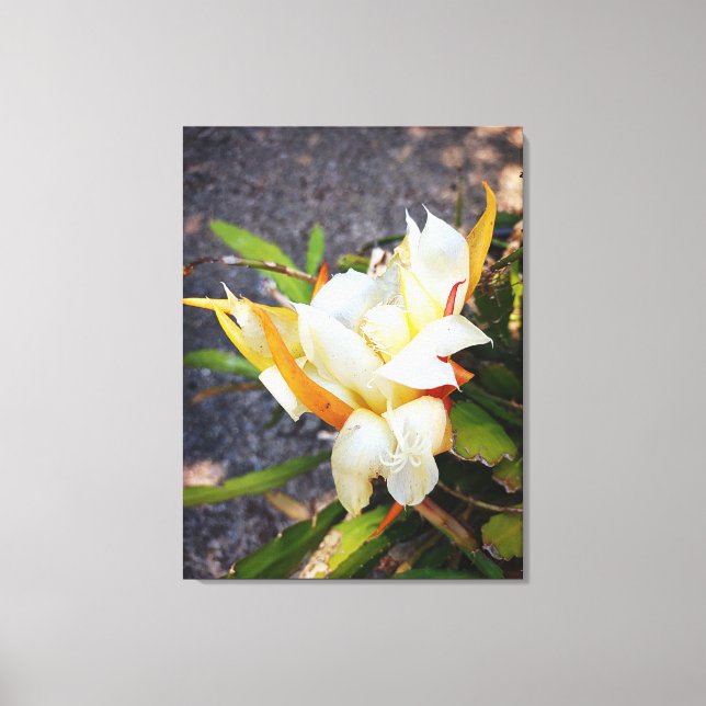 POLYNISIAN DRAGON CACTUS NIGHT BLOOM  CANVAS PRINT (Front)