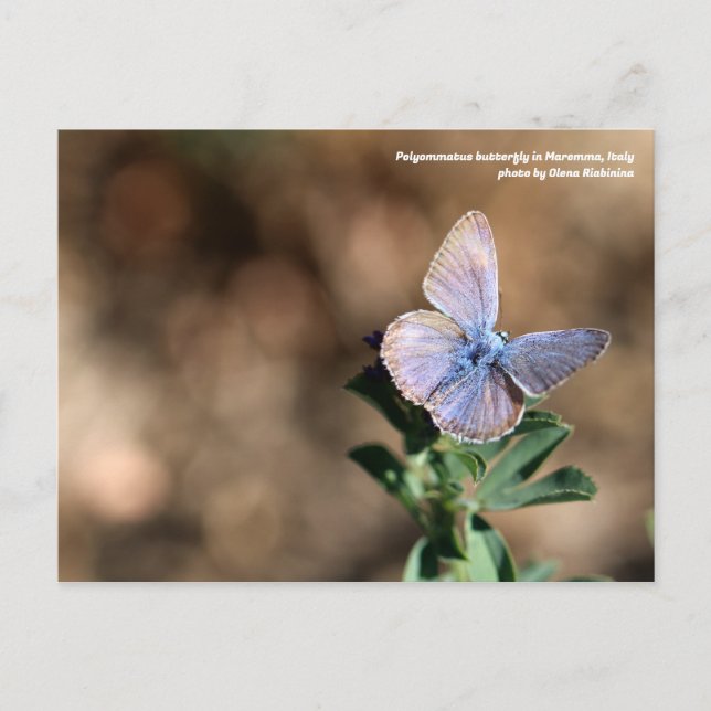 Polyommatus butterfly in Maremma, Italy Postcard (Front)