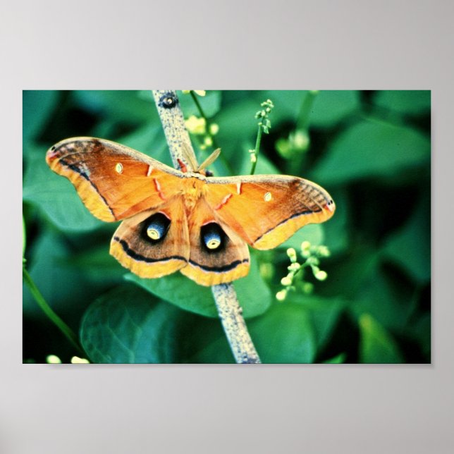 Polyphemus Moth Poster (Front)