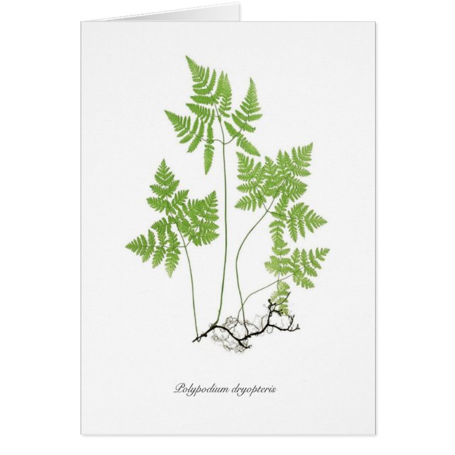 Polypodium dryopteris (Front)