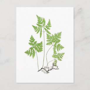 Polypodium dryopteris postcard