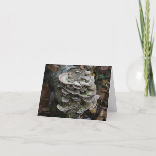 Polypore fungi card (blank)