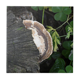 Polypore Fungus on Tree Stump Tile