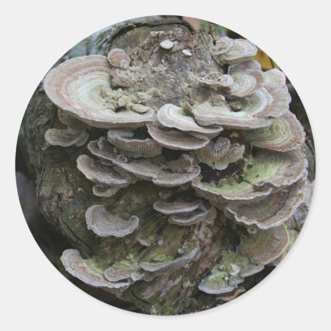 Polypore stickers (Front)