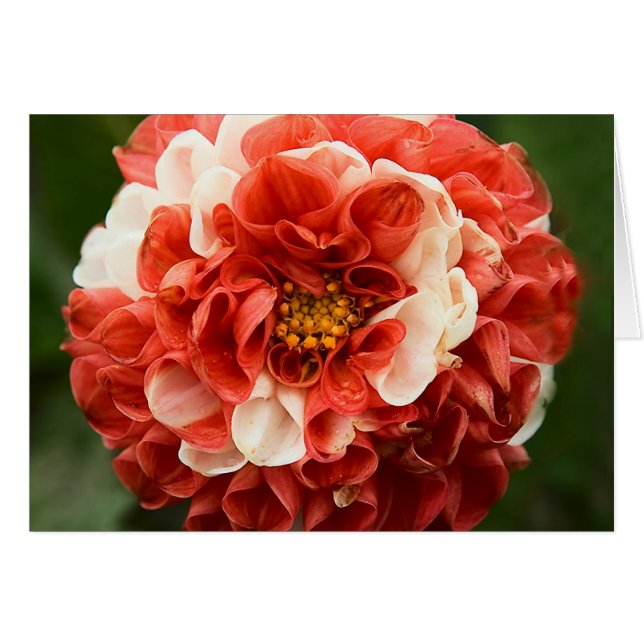 Pom-Pom Dahlia Card (Front Horizontal)