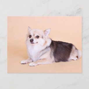PomChi - Kita Postcard