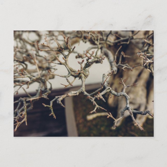 Pomegranate bonsai branches postcard (Front)