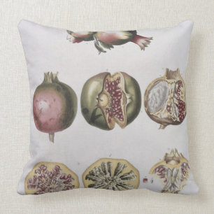 Pomegranate, engraved by Johann Jakob Haid (1704-6 Cushion