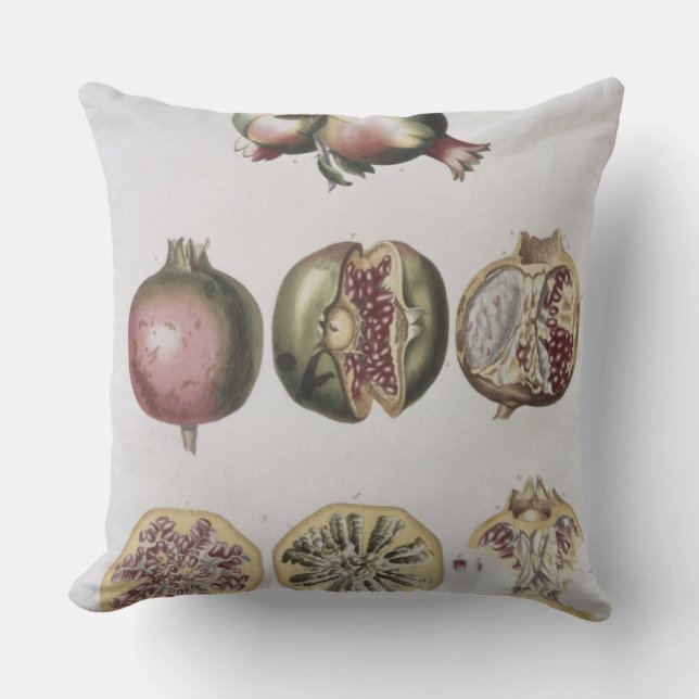 Pomegranate, engraved by Johann Jakob Haid (1704-6 Cushion (Front)
