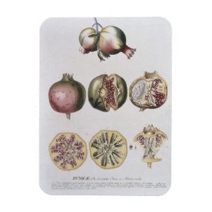 Pomegranate, engraved by Johann Jakob Haid (1704-6 Magnet