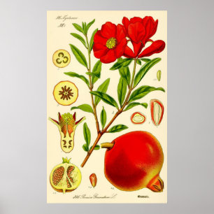 Pomegranate Month Vintage Illustration Poster