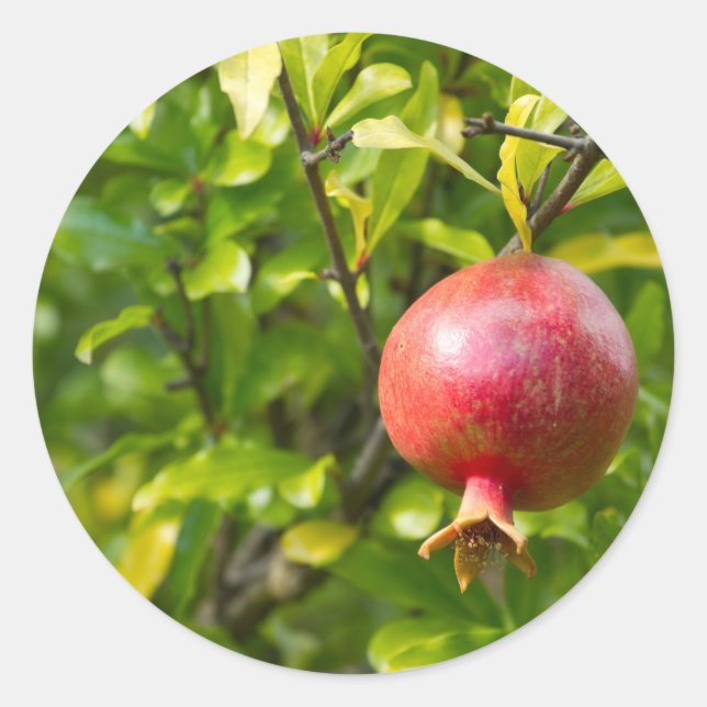 Pomegranate on Branch Classic Round Sticker (Front)
