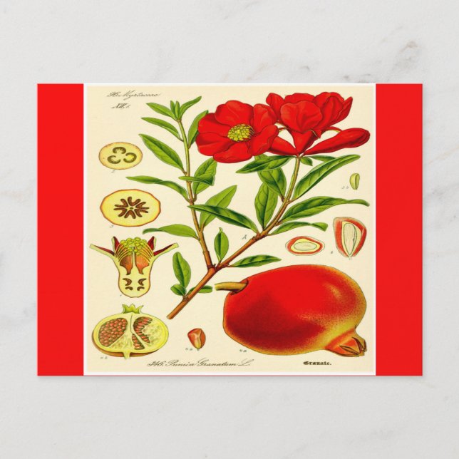 Pomegranate Postcard (Front)
