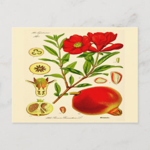 Pomegranate Postcard