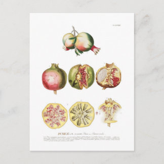 Pomegranate Postcard