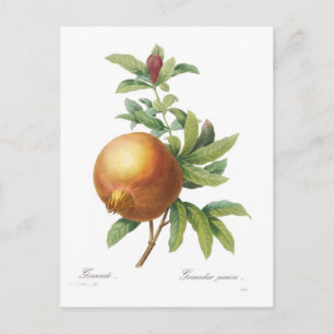 Pomegranate Postcard