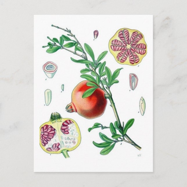 Pomegranate Postcard (Front)