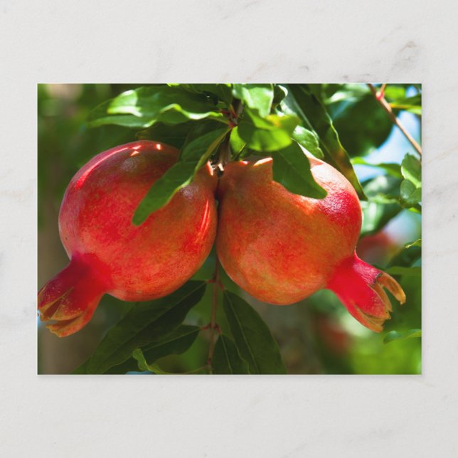 Pomegranate Postcard (Front)