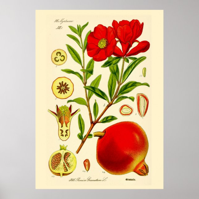 Pomegranate Poster (Front)