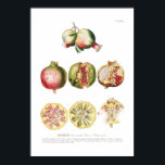 Pomegranate Poster<br><div class="desc">Pomegranate - Punica granatum.  By Georgius Dionysius Ehret (1708-1770) from Plantae selectae, (1695 -1767). This image (or other media file) is in the public domain because its copyright has expired.</div>