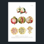 Pomegranate Poster<br><div class="desc">Pomegranate - Punica granatum. By Georgius Dionysius Ehret (1708-1770) from Plantae selectae, (1695 -1767). This image (or other media file) is in the public domain because its copyright has expired.</div>