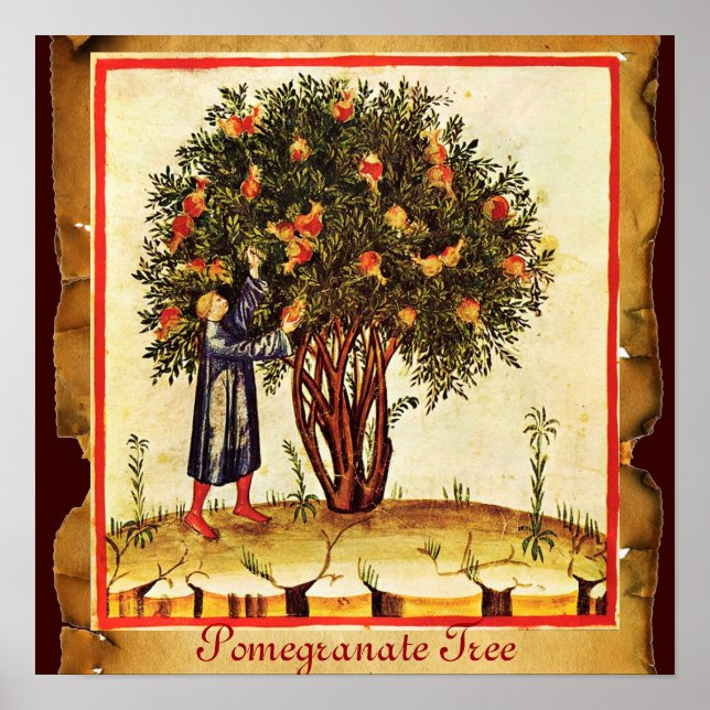 POMEGRANATE TREE ANTIQUE PARCHMENT POSTER (Front)