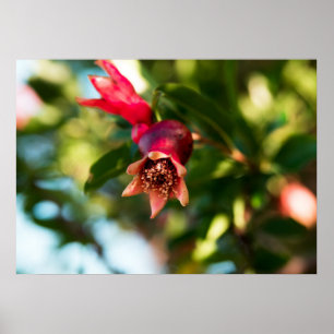 Pomegranate tree poster