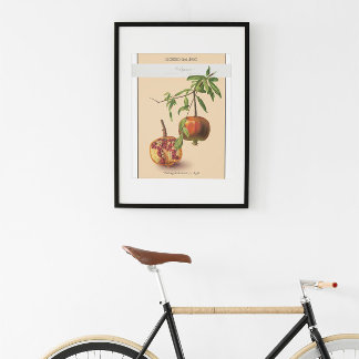 Pomegranate, Vintage Botanical Illustration Poster