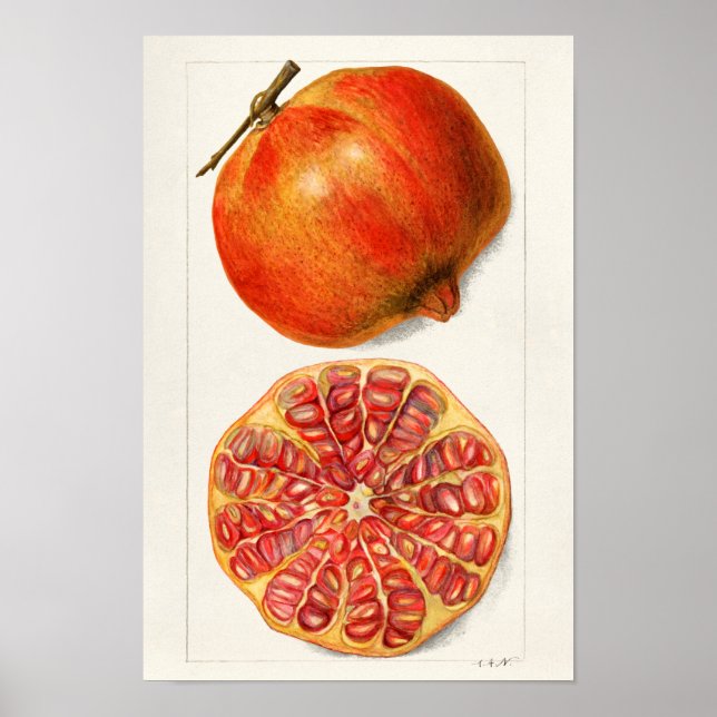 Pomegranates (Punica Granatum) Fruit Painting Poster (Front)
