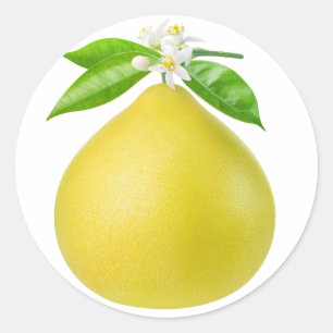 Pomelo on a branch classic round sticker