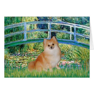 Pomeranian 3 - Bridge