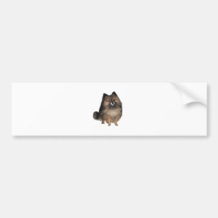 Pomeranian - brindle bumper sticker