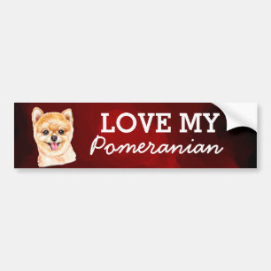 Pomeranian Bumper Sticker