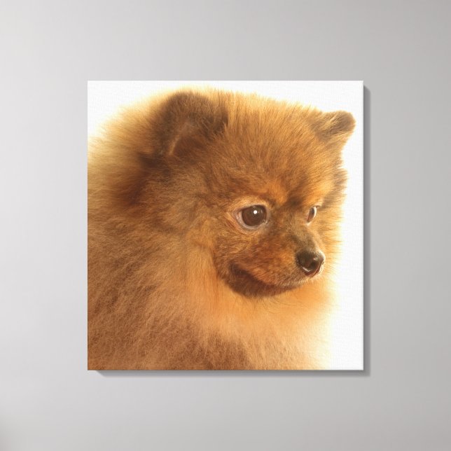 Pomeranian Canvas Print (Front)