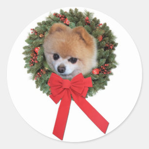 Pomeranian Christmas Sticker